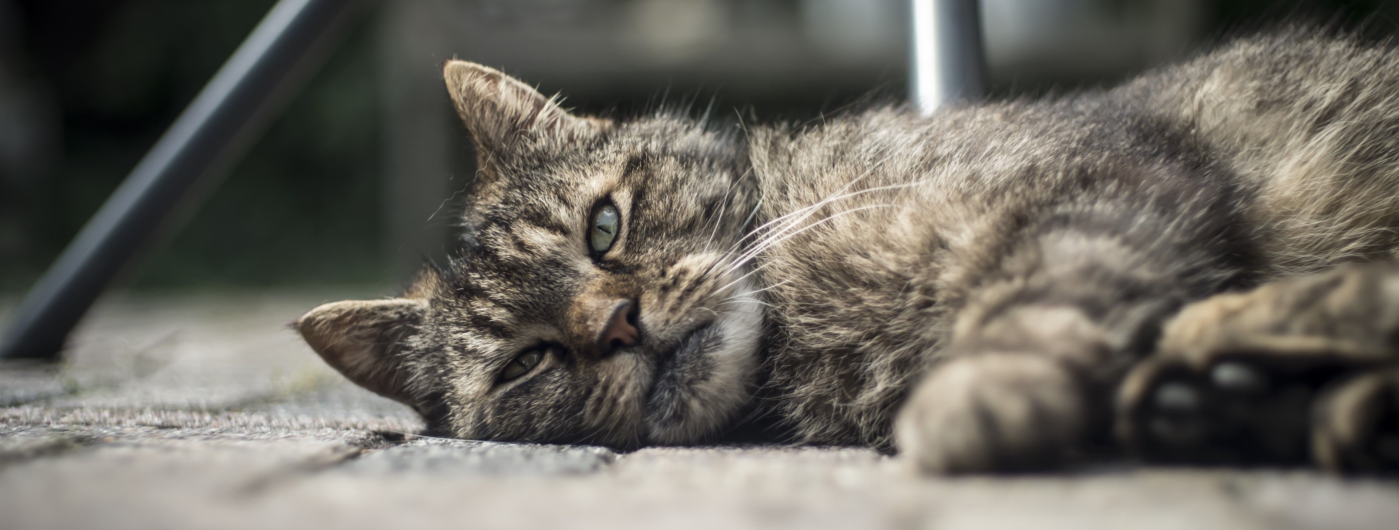 Der richtige Umgang mit Katzen im Alter