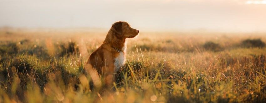 Insektenprotein im Hundefutter