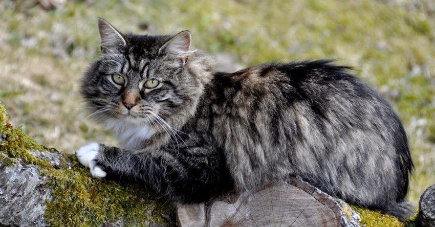 Ernährungstipps für die Katze: Mischung aus Trocken- & Nassfutter