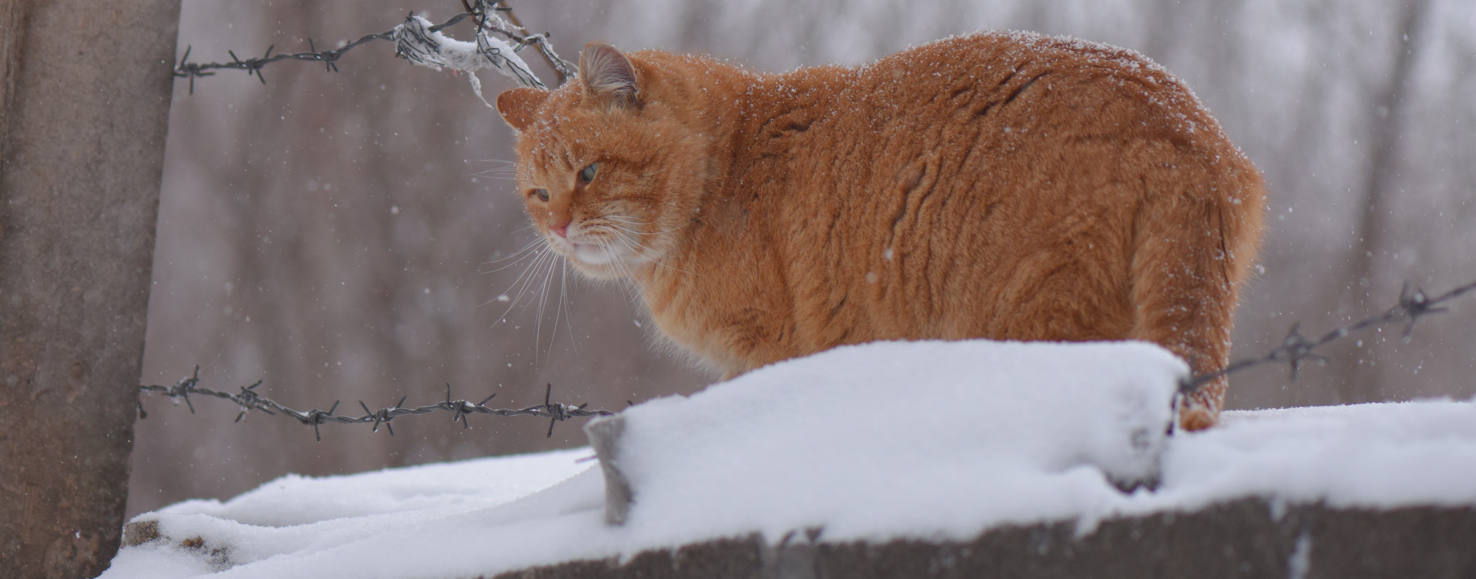 Tipps mit der Katze durch den Winter